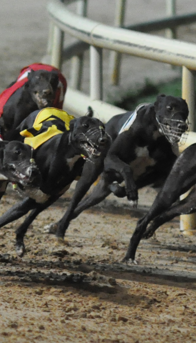 A Night At The Dogs 2