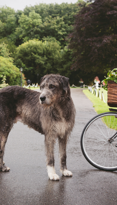 Dog waits in the rain outside the ballyseede castle hotel